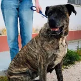 Adopta a Freya