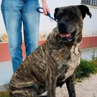 Adopta a Freya