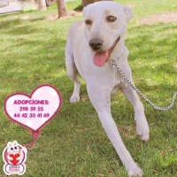 Adopta a Palloma