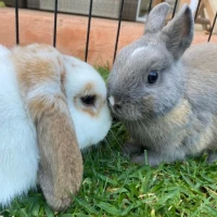 Adopta a Patapim Y Houdini