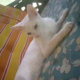 Perla