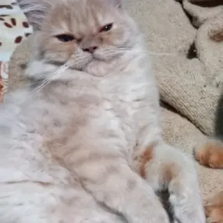 Salma