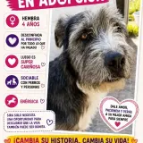 Adopta a Sira