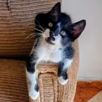 Adopta a Chaplin