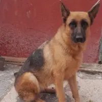 Adopta a Mía