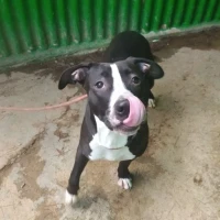 Adopta a Cañon