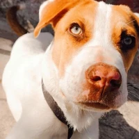 Adopta a Kratos Benito