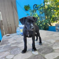 Adopta a Capri