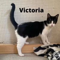 Adopta a Victoria