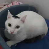 Adopta a Gondomar