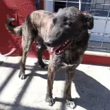 Adopta a Mantecao