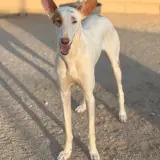 Adopta a Bellota