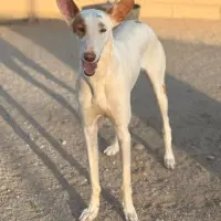 Adopta a Bellota