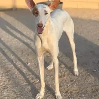 Bellota