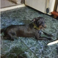 Adopta a Black
