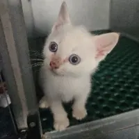 Adopta a Rhysand