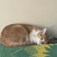 Adopta a Leo