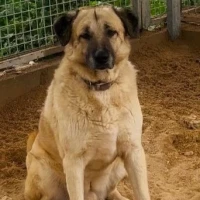 Adopta a Harry