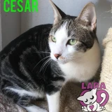 Adopta a Cesar