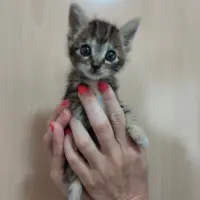 Adopta a Esponjita