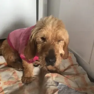 Sam