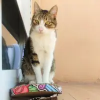 Adopta a Tito