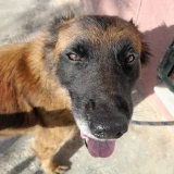 Adopta a Luna