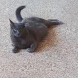 Adopta a Bebé (Bíbi)