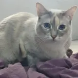Adopta a Hanna