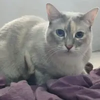 Adopta a Hanna