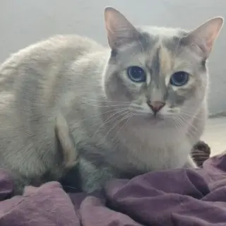 Hanna