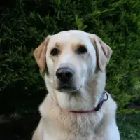 Adopta a Sammy