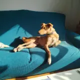 Adopta a Botón