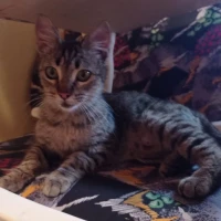 Adopta a Tere y Sus Bebés