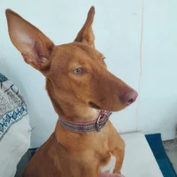 Adopta a Canela