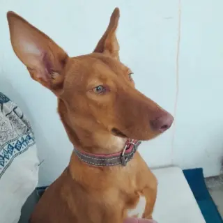 Canela