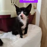 Adopta a Thalia