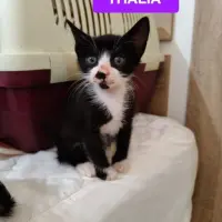 Adopta a Thalia