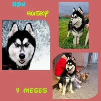 Adopta a Ron