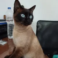 Adopta a Sia