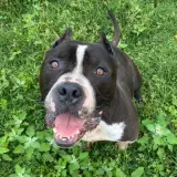 Adopta a Jackson
