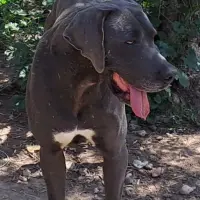 Adopta a Negro