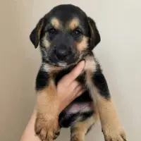 Adopta a Guinda