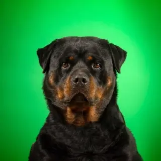 Roco