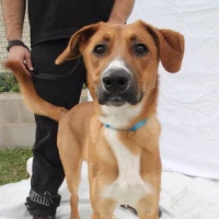 Adopta a Simba