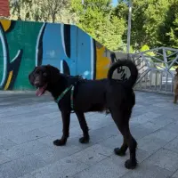 Adopta a Coco