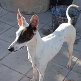 Adopta a Pirata