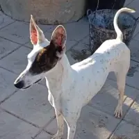 Adopta a Pirata