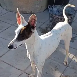 Pirata