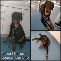 Adopta a Rocco